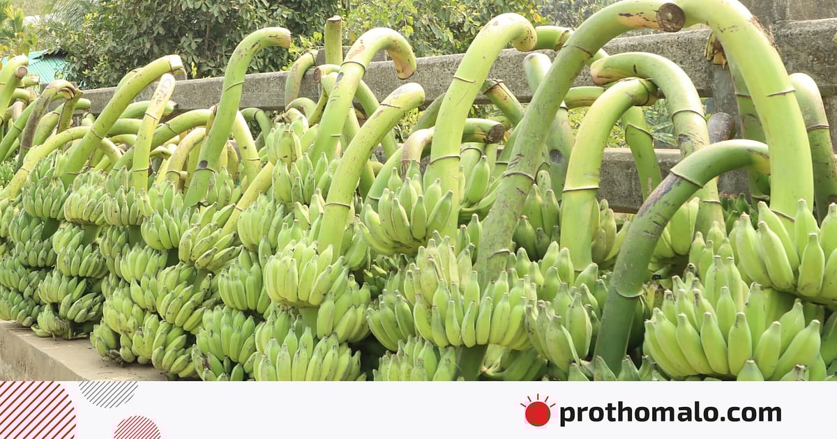 রাঙামাটিতে হাজার কোটি টাকার কলার বাজার