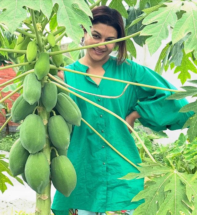 পেঁপের বাম্পার ফলন হয়েছে জয়া আহসানের বাগানে