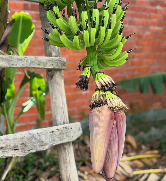 ধীরে ধীরে বড় হচ্ছে কলার কাঁদি। দেখা যাচ্ছে কলার ফুল বা মোচাও