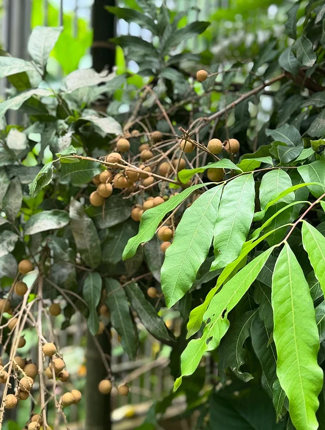 এছাড়াও এই অভিনেত্রীর বাগানে ফলেছে রসালো কাঠলিচু