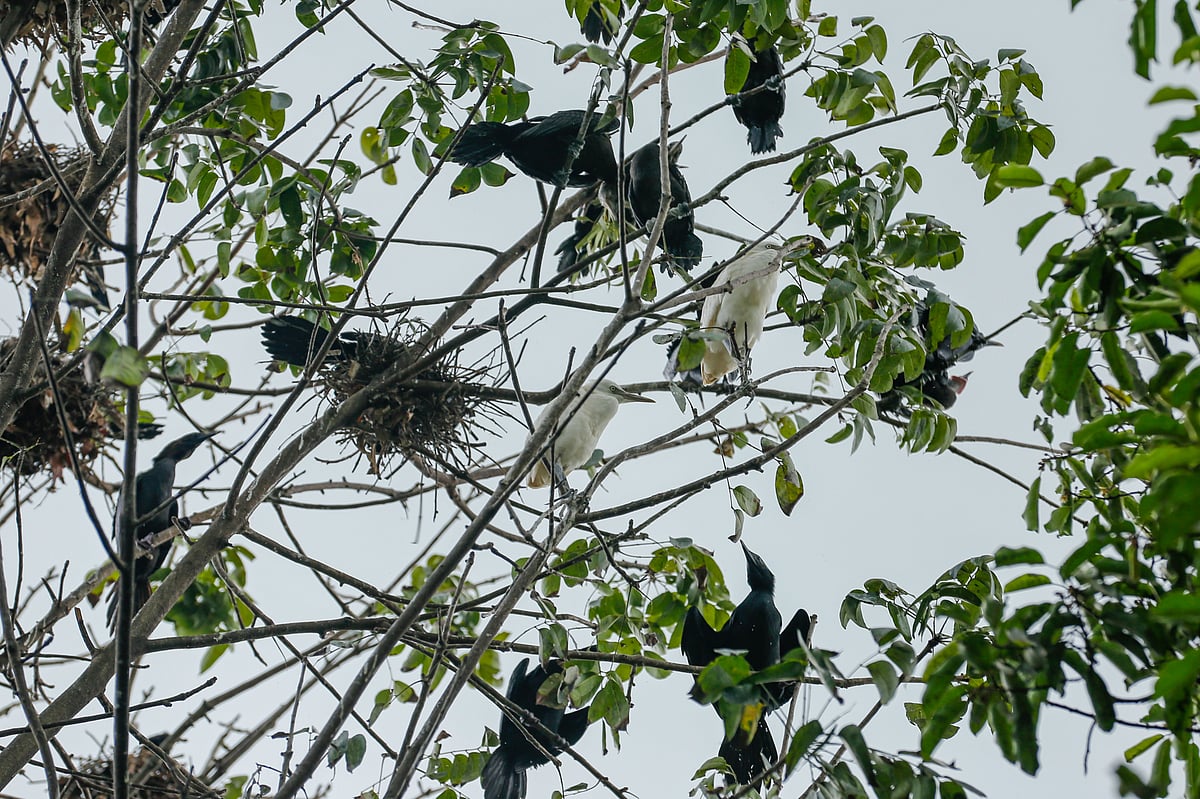গাছের ডালে বাসা বেঁধেছে বক, রয়েছে পানকৌড়িও 