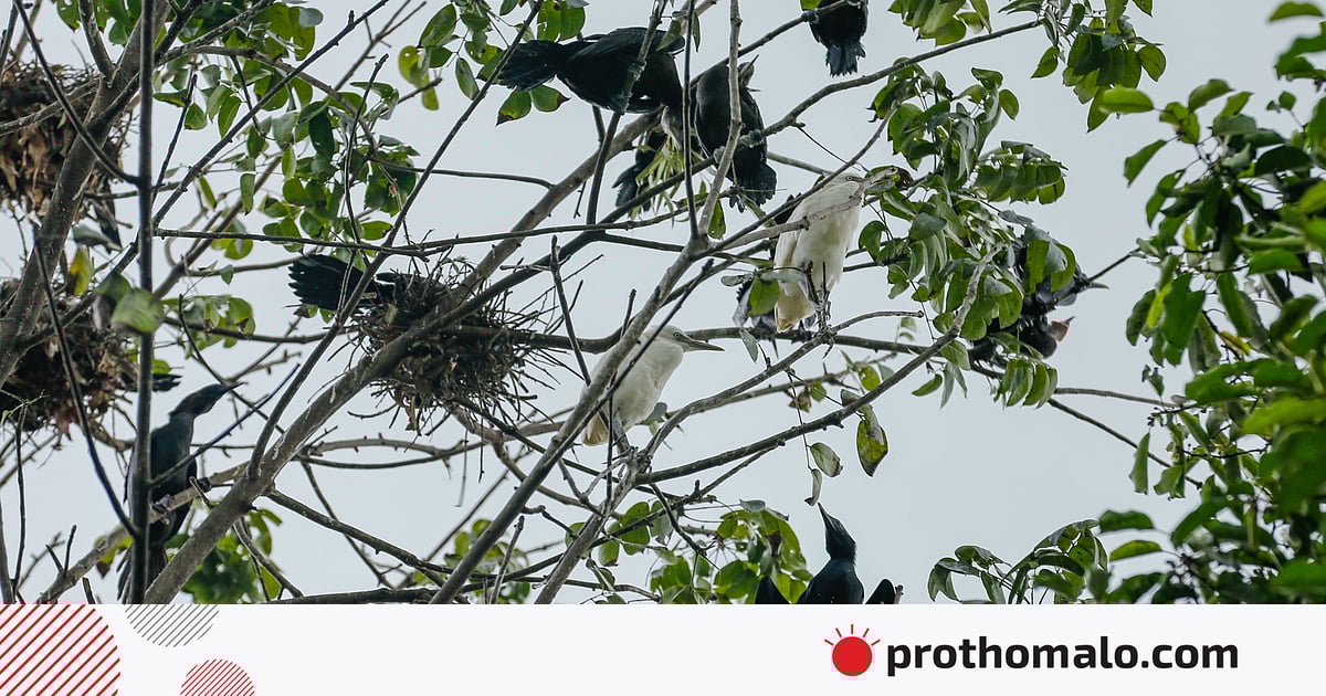 সবুজ পাতার আড়ালে সাদা বকের সংসার