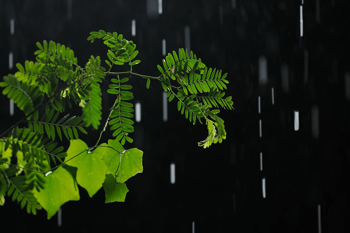 ছবি: সাদ্দাম হোসেন