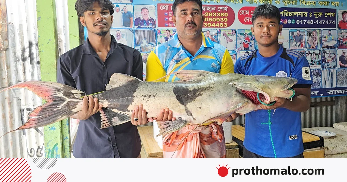 রাজবাড়ীতে থেমে নেই মহাবিপন্ন বাগাড় শিকার, প্রকাশ্যে বিক্রি চলছে