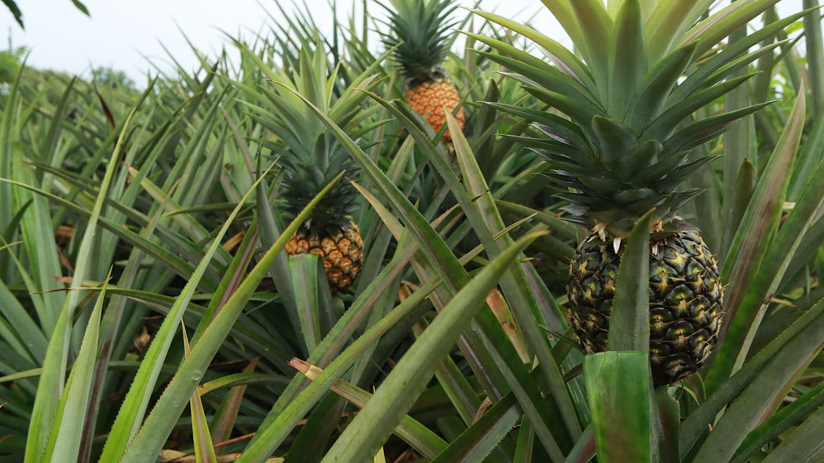 খেতে সারি সারি ‘ক্যালেন্ডার’ জাতের পাকা আনারস