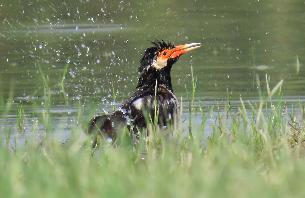 ছবি: সাদিক মৃধা