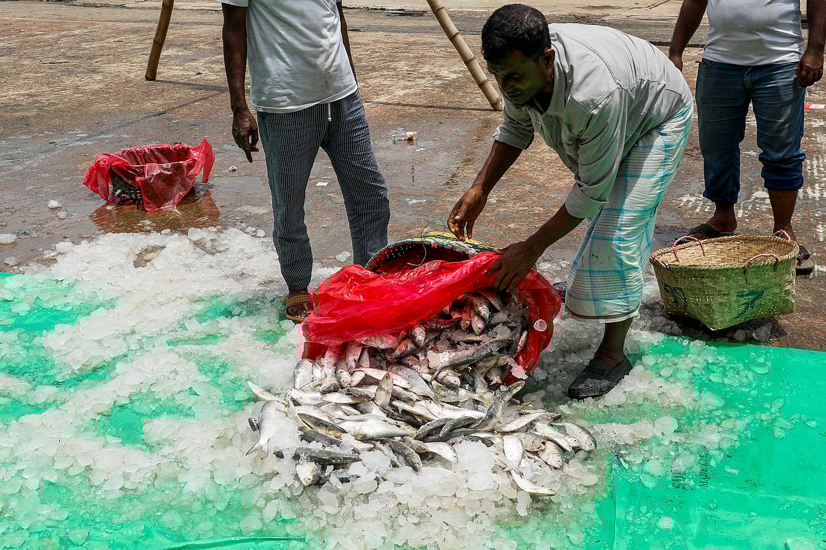 ট্রলার থেকে নিয়ে আসার পর ঢালা হচ্ছে ইলিশ 