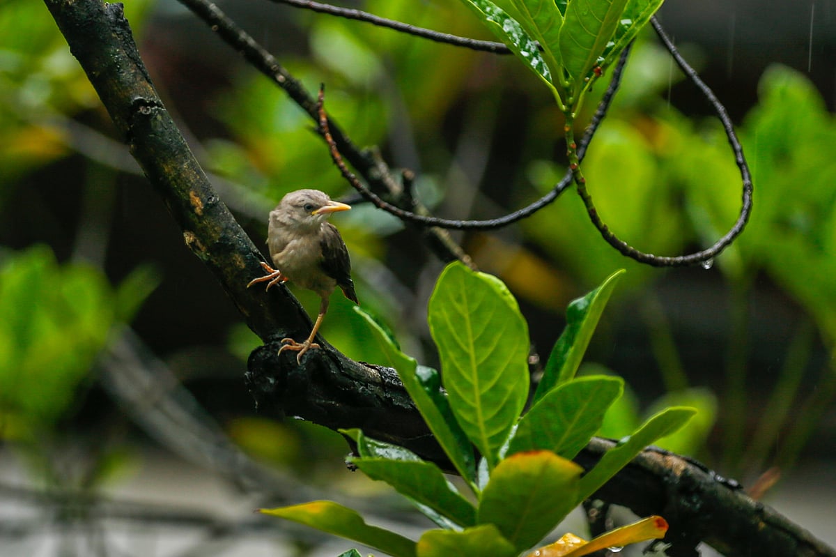 ছবি: সাদ্দাম হোসেন