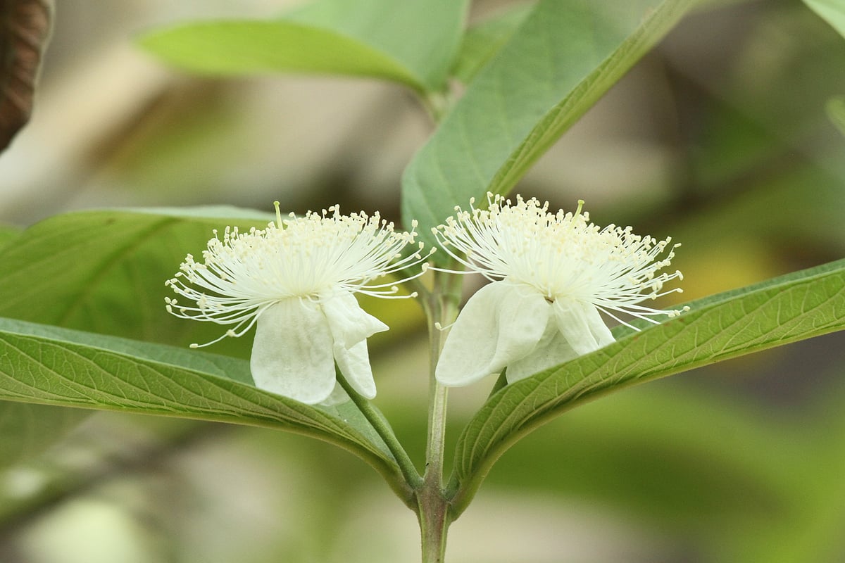ছবি: সুপ্রিয় চাকমা 