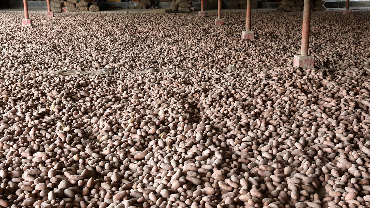 হিমাগারের বাইরে আলু শুকাতে দেওয়া হয়েছে।