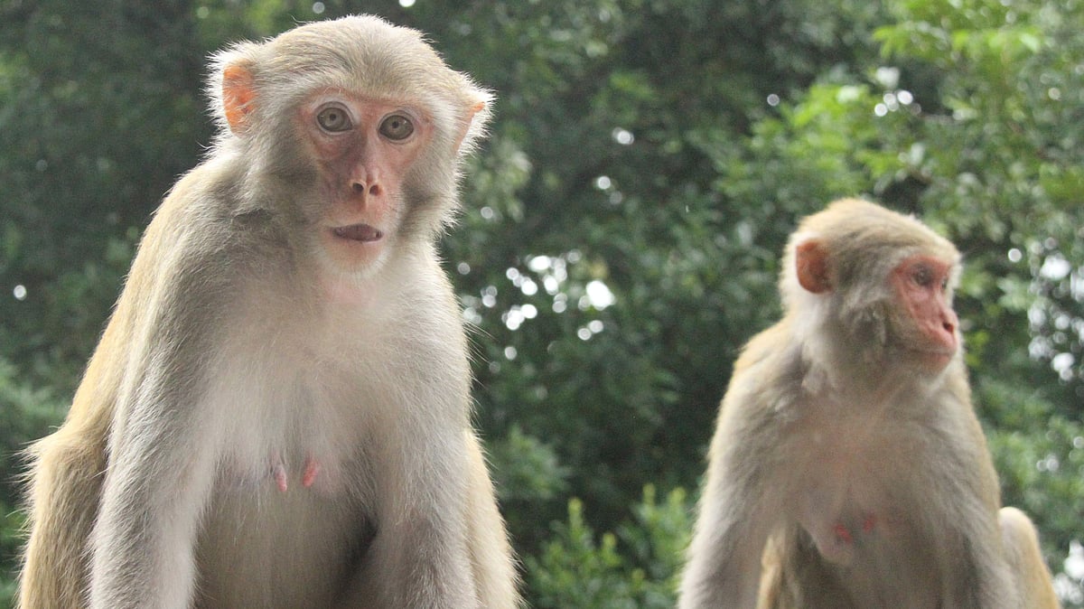 ছবি: সুপ্রিয় চাকমা