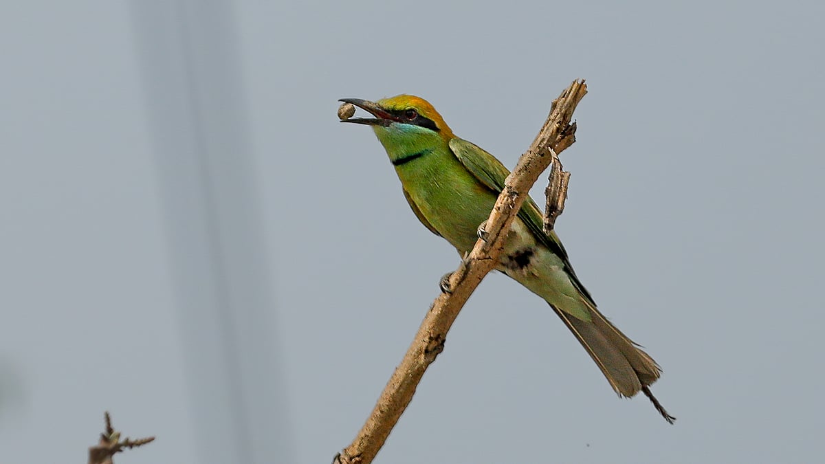  ছবি: সাদ্দাম হোসেন