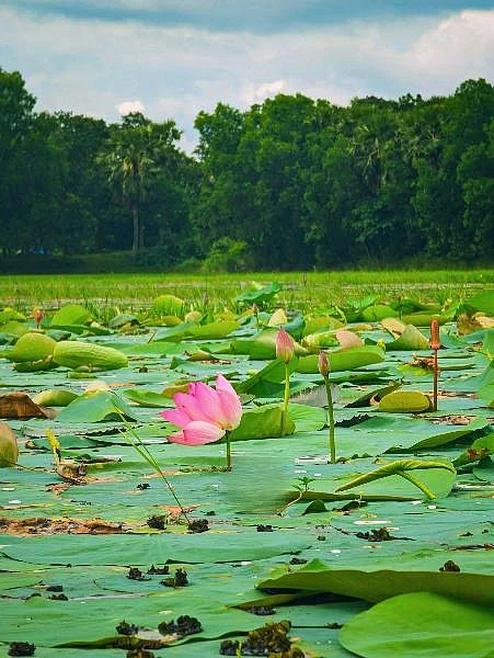 এখানে পদ্মফুল ছেঁড়ার নিয়ম আছে