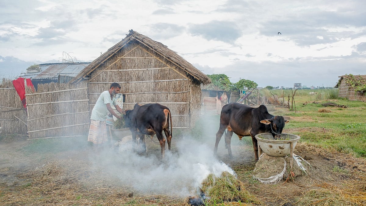 গবাদিপশুকে মশার আক্রমণ থেকে বাঁচানোর জন্য এভাবে ধোঁয়া জ্বালিয়ে রাখা হয়।