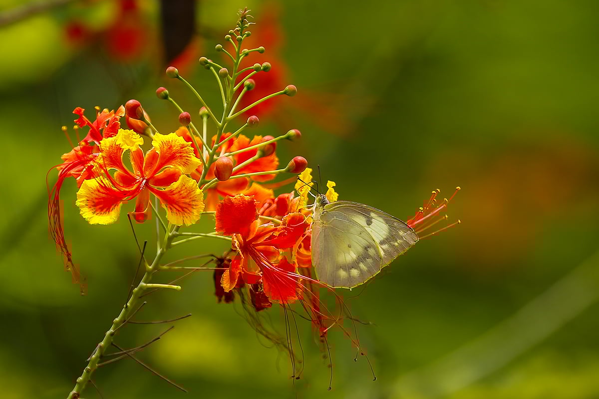 ছবি: সাদ্দাম হোসেন 