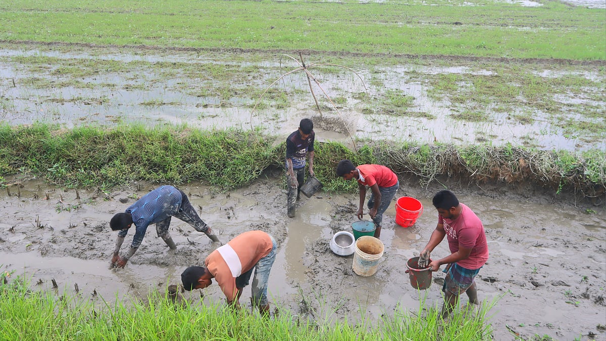 রাতভর পানি সেচ দিয়ে সকালে মাছ ধরতে ব্যস্ত একদল কিশোর।