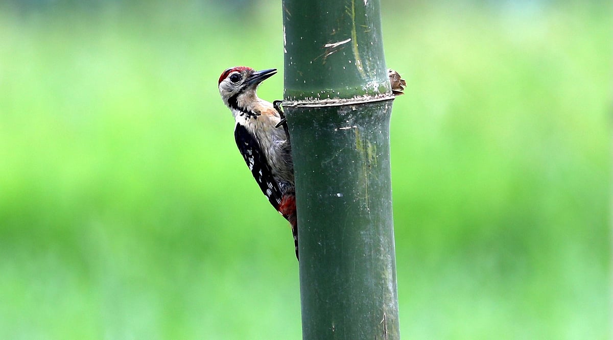 ছবি: সোয়েল রানা 