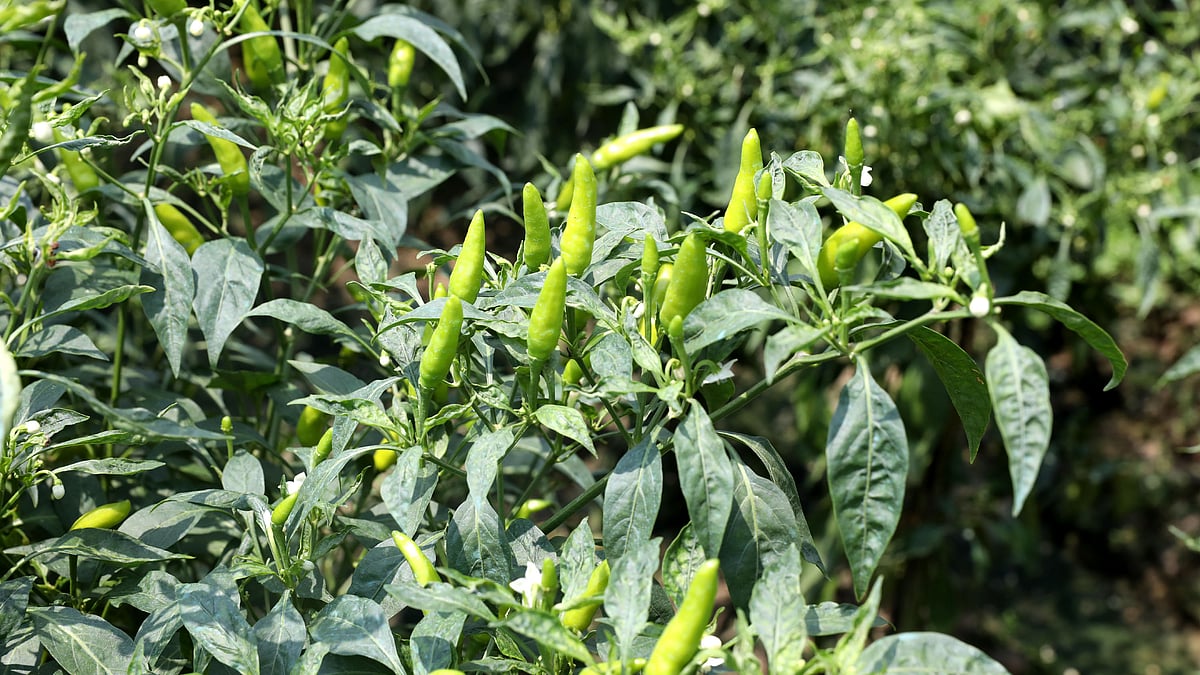 গাছে ধরেছে কাঁচা মরিচ।