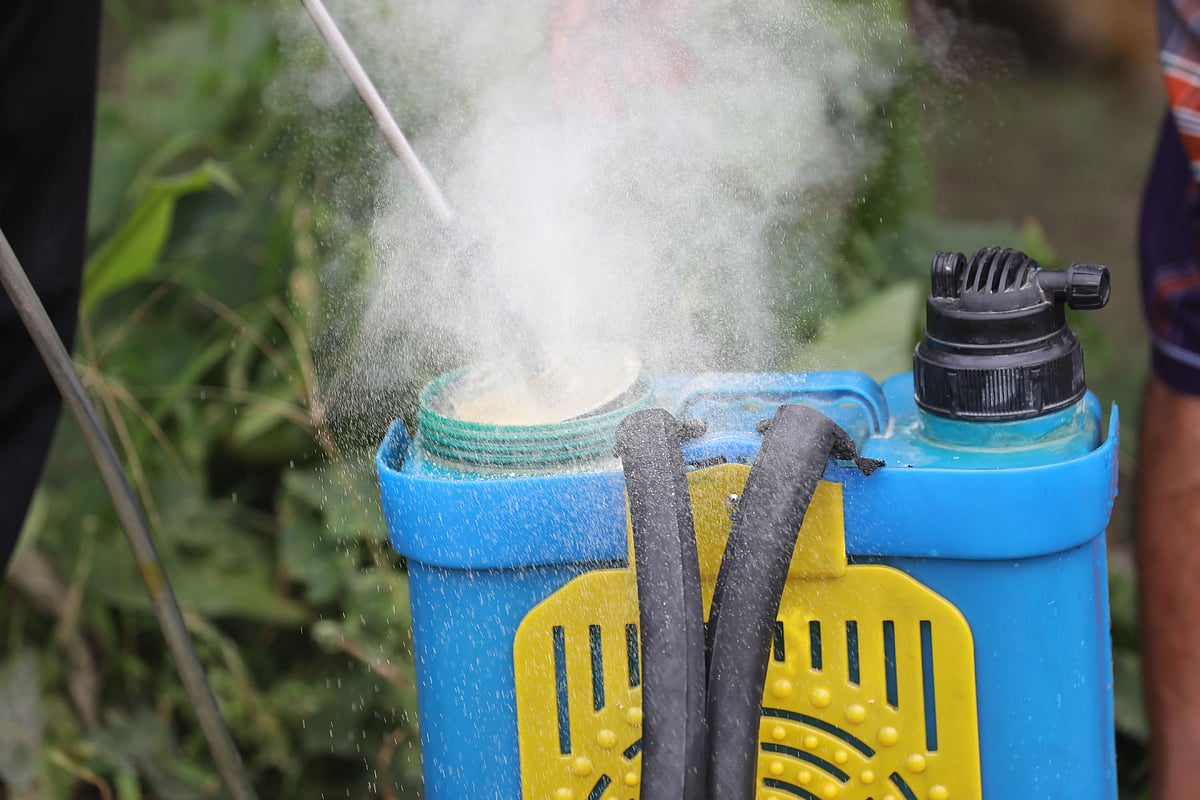 জমিতে ছিটানোর জন্য পানির সঙ্গে গুঁড়ো আগাছানাশক মেশাচ্ছেন এক কৃষক 