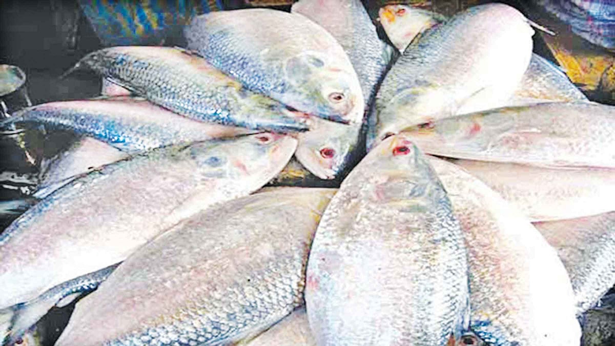 ইলিশ চাষের অনুমোদন নেই জানাল মন্ত্রণালয়, প্রাণ–আরএফএল গ্রুপ এখন কী করবে