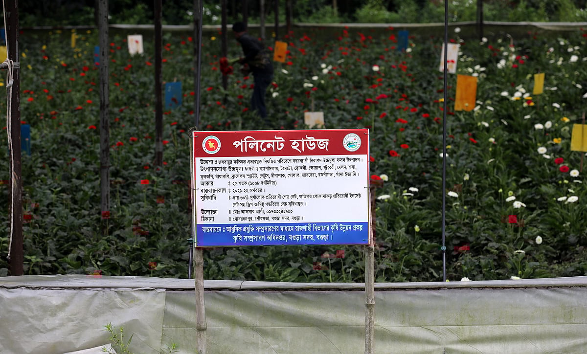 ২৫ শতাংশ জায়গায় জারবেরা ফুলের চাষ করা হয়েছে। 