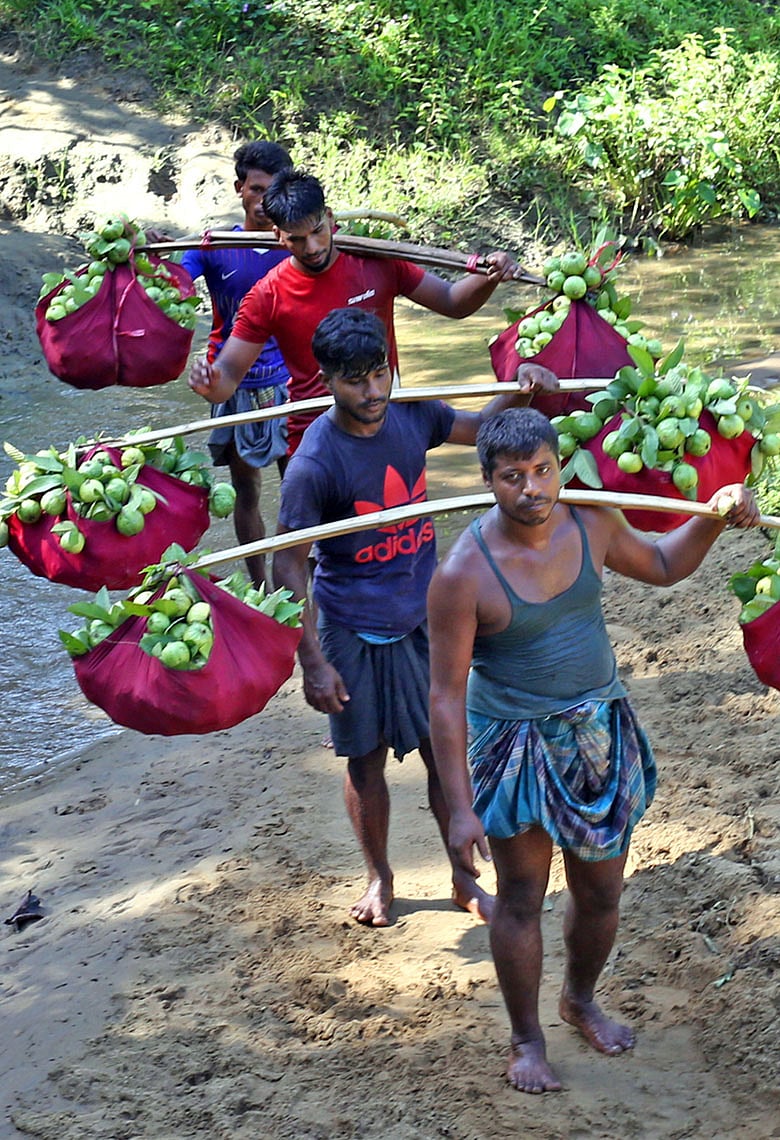 পেয়ারা যেখানে গয়াম: পটিয়া-চন্দনাইশের এই মিষ্টি ফলের গল্পে আছে ইতিহাস, গান আর জীবিকার কথা