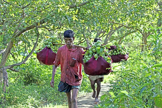 এই পেয়ারা বিদেশেও যায়