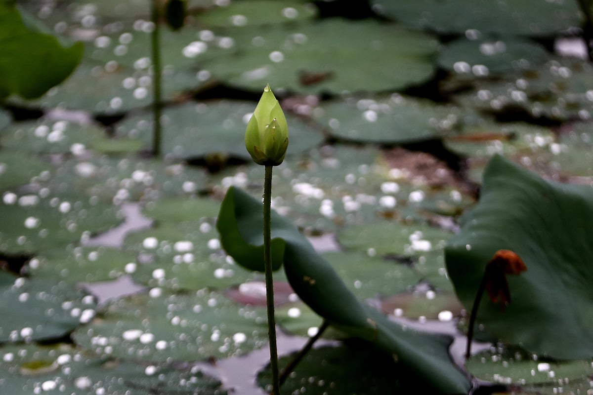 ছবি: আনিস মাহমুদ, সিলেট 