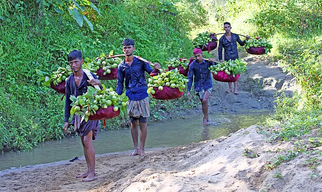 এভাবেই বাগান থেকে নিয়ে আসা হয় পেয়ারা