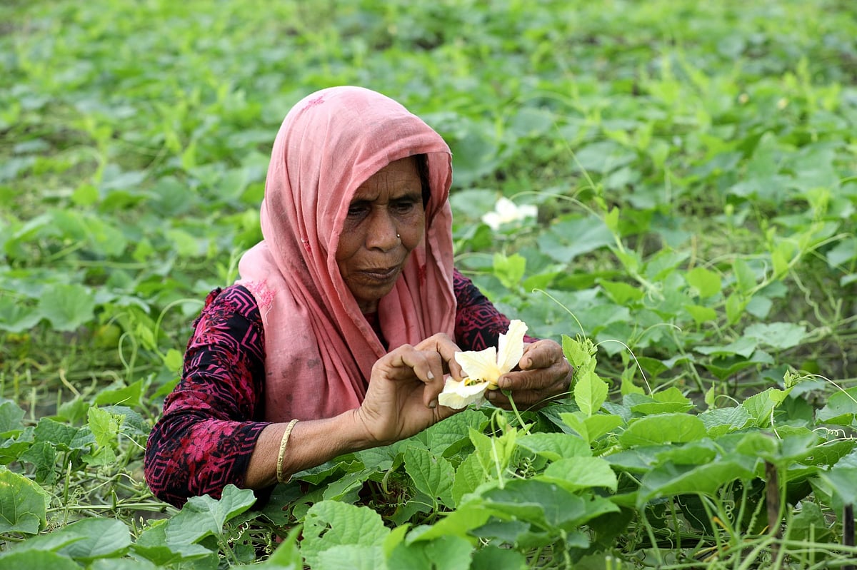 ছবি: সোয়েল রানা 