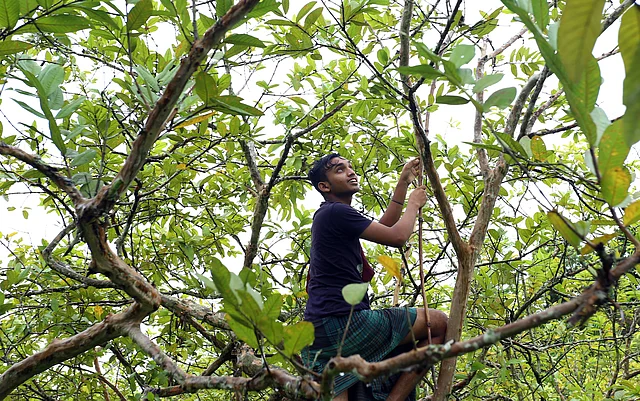 গাছ থেকে পেয়ারা পাড়া হচ্ছে