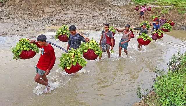 এসব পেয়ারা চলে যায় হাটে