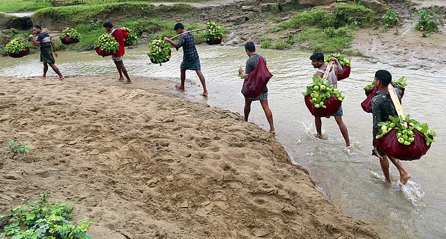 একেকজন ৪০ কেজি করে পেয়ারা নিয়ে আসে