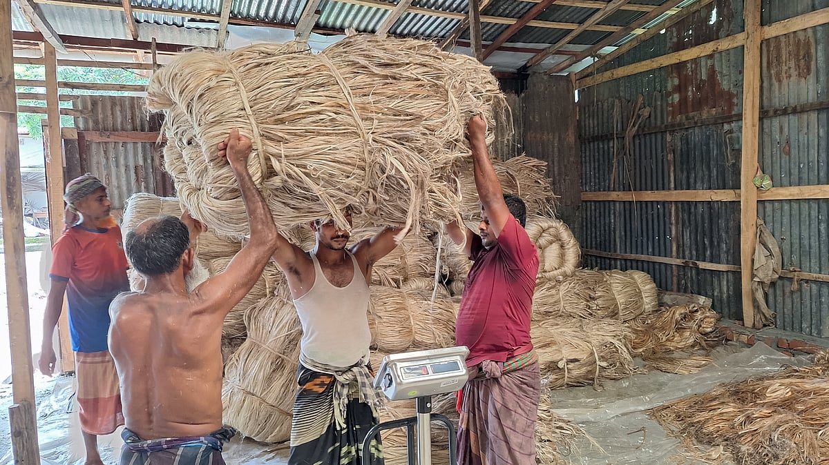 আঁটি বাঁধার আগে ওজন মাপার জন্য আনা হয়েছে পাট।