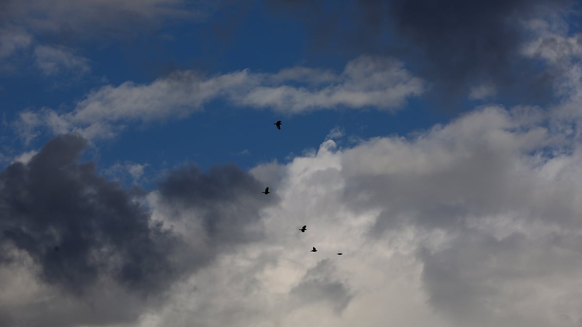 নীল আকাশের বুকে ভেসে বেড়াচ্ছে সাদাকালো মেঘ। উড়ছে পাখিরা