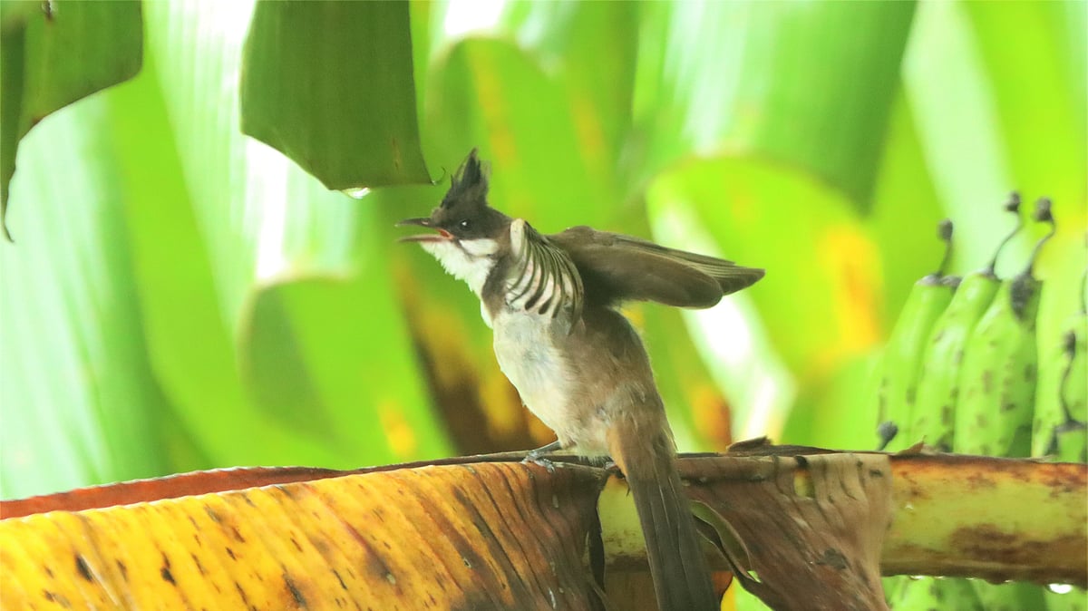  ছবি: সুপ্রিয় চাকমা