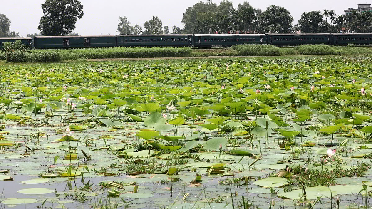 বিলে ফুটেছে পদ্মফুল। পাশ দিয়ে ছুটে চলছে ট্রেন। 