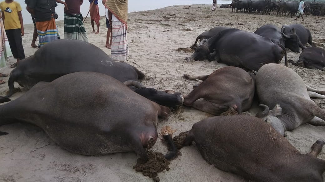 ছবি: ইউএনওর কাছ থেকে সংগৃহীত