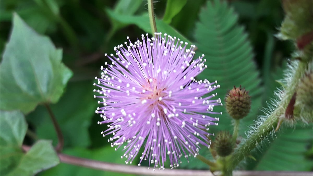 ছবি: আকমল হোসেন