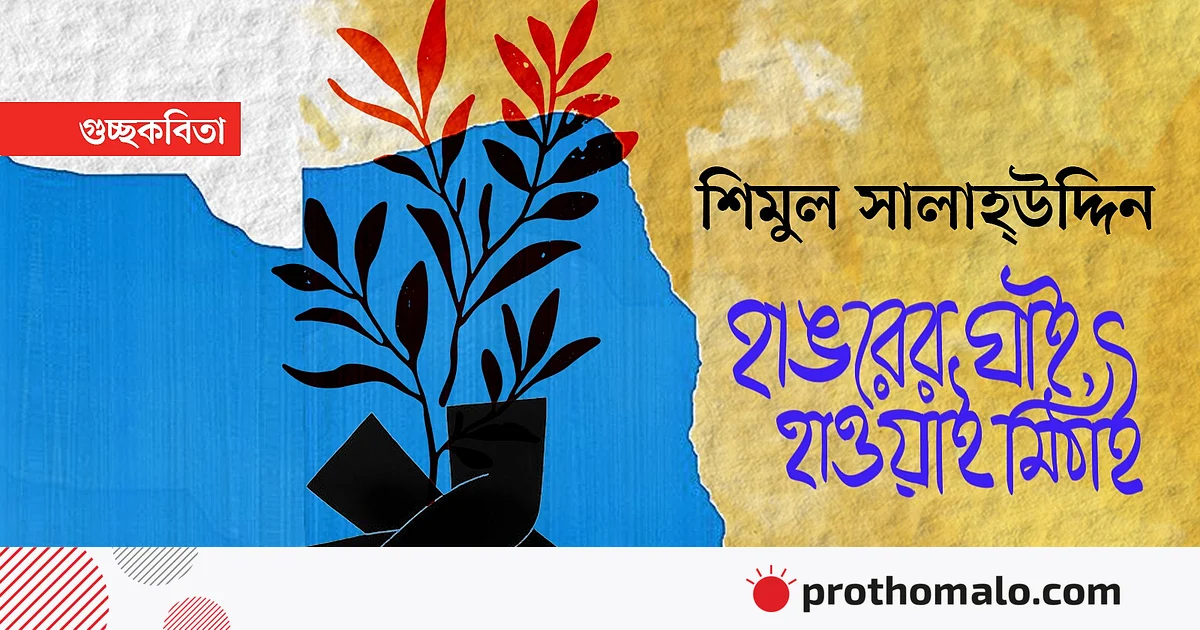 হাঙরের ঘাই, হাওয়াই মিঠাই হাঙরের ঘাই, হাওয়াই মিঠাই
