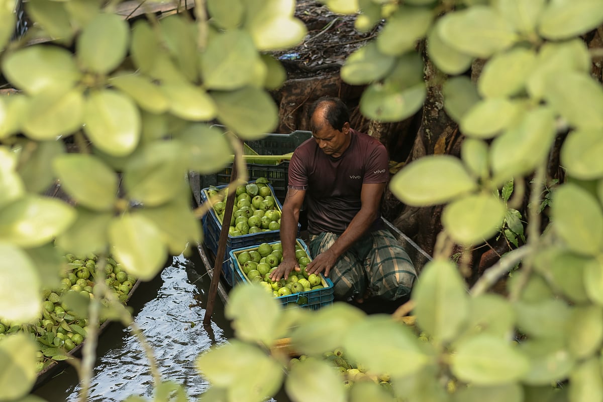 গাছের ছায়ায় নৌকা ভিড়িয়ে পেয়ারা বাছাই করছেন একজন। 