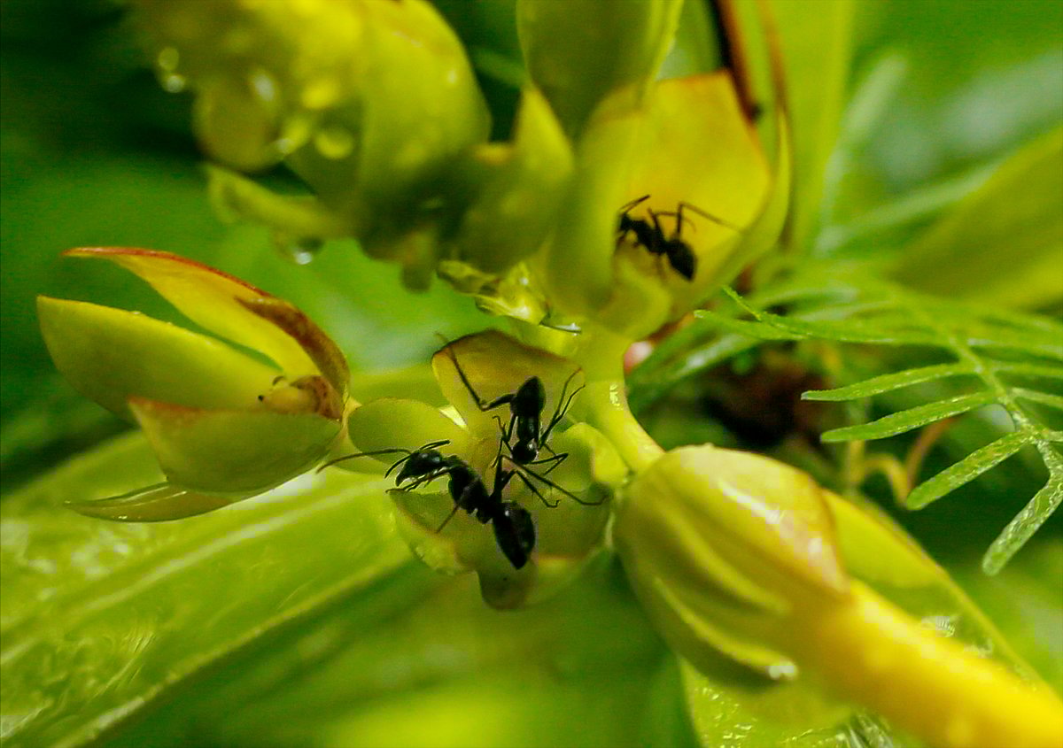 ছবি: সাদ্দাম হোসেন 