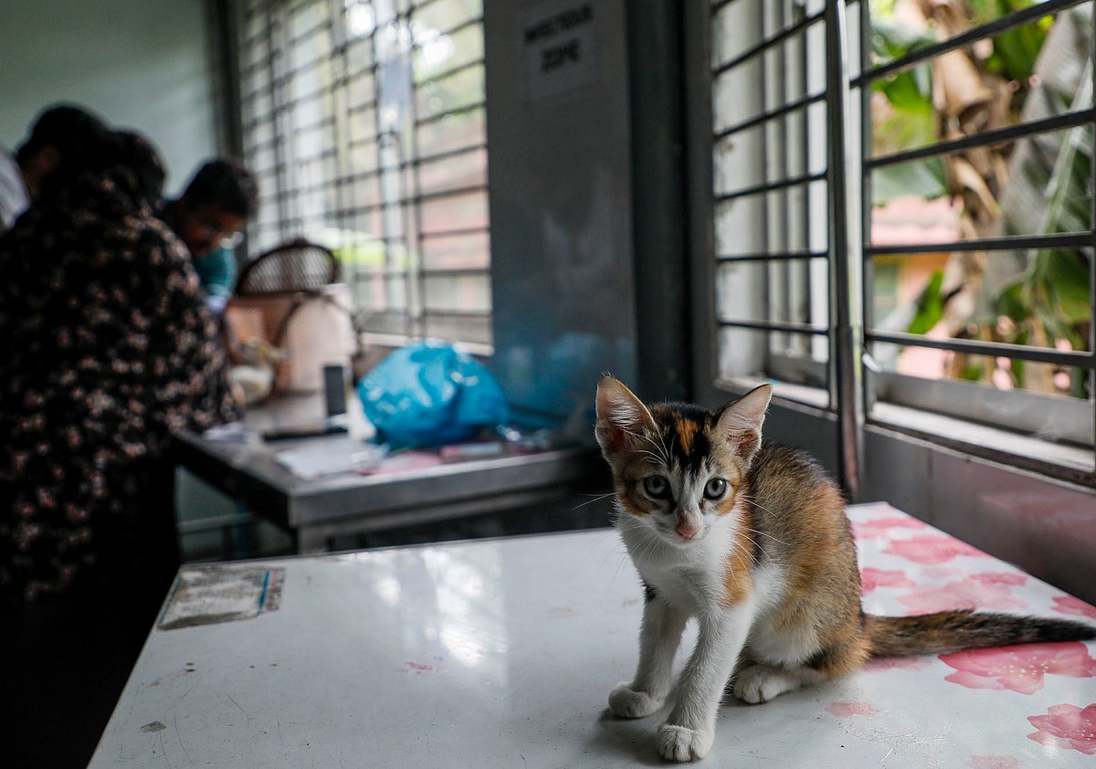 চিকিৎসার জন্য এসেছে বিড়ালটি 