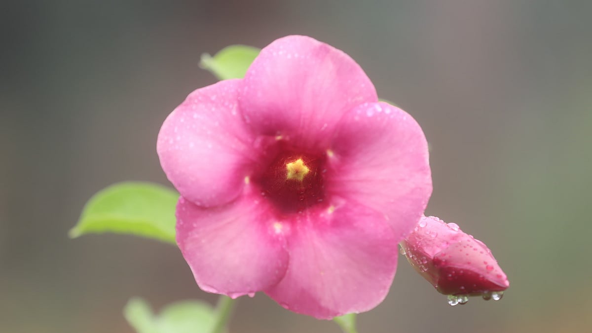  ছবি: মঈনুল ইসলাম