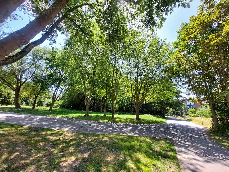 বনের ভেতর পথ