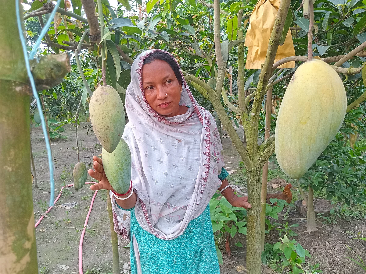 পরিবেশবান্ধব কৃষি উদ্যোক্তা হওয়ার স্বপ্ন থেকে ভিন্ন জাতের আমের বাগান গড়ে তুলেছেন রুমা অধিকারী। গত রোববার নীলফামারী সদর উপজেলার উত্তর বালাপাড়া গ্রামেছবি: প্রথম আলো