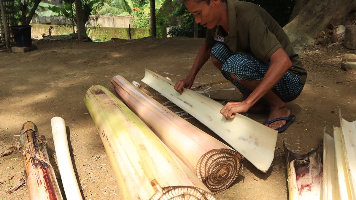 কলাগাছ থেকে আলাদা করা হচ্ছে বাকল