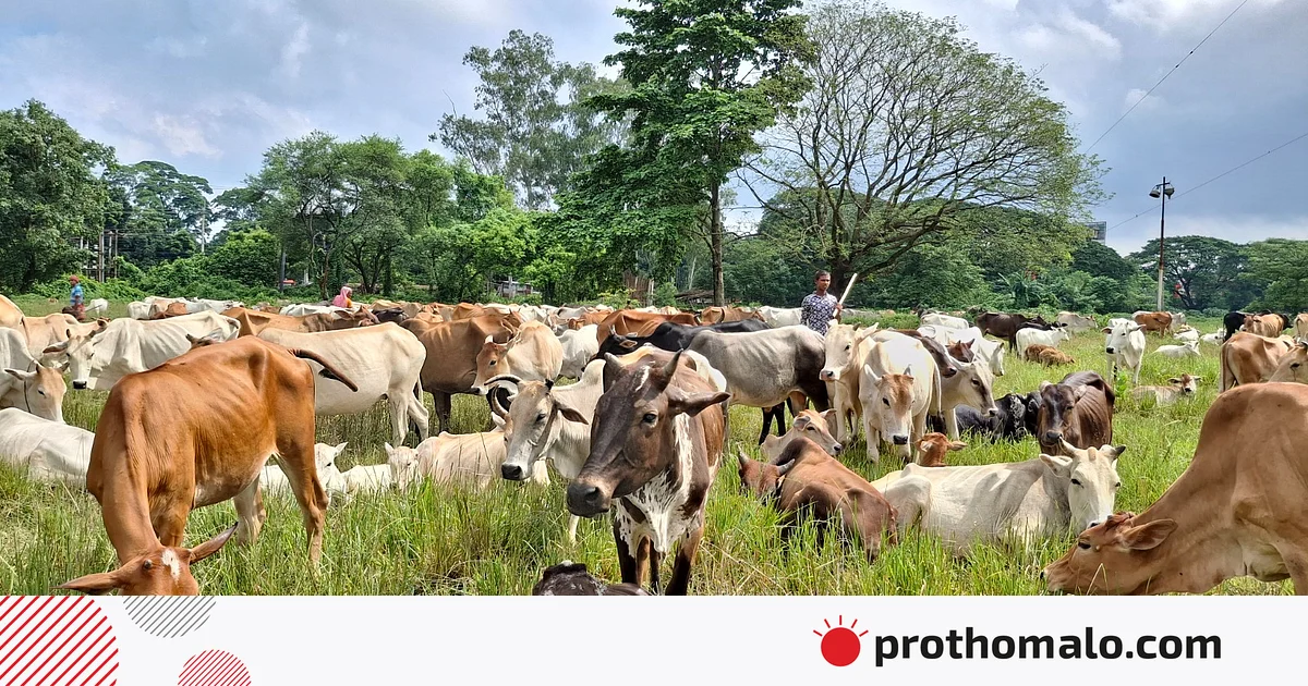 চরের মানুষ শহরে, গরু নিয়ে আশ্রয় বেতার মাঠে চরের মানুষ শহরে, গরু নিয়ে আশ্রয় বেতার মাঠে