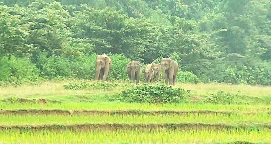 জামালপুরের বকশীগঞ্জ উপজেলার সীমান্তবর্তী এলাকায় হাতির পাল প্রায় দিন লোকালয়ে ঢুকে ফসলের ক্ষতি করছে। গতকাল বুধবার বিকেলে উপজেলার সাতানীপাড়া এলাকায়ছবি: প্রথম আলো