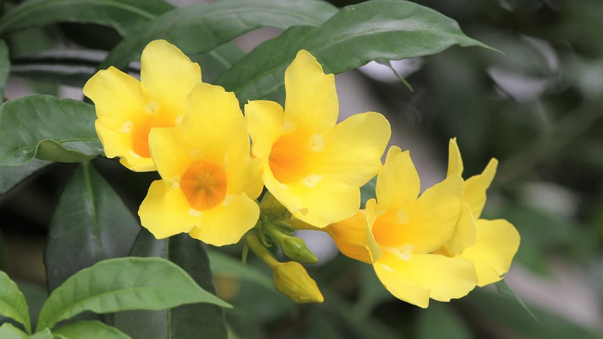 অলকানন্দা ফুলের গুচ্ছশোভিত লতাগাছ